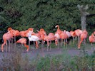 American Flamingo (WWT Slimbridge October 2012) - pic by Nigel Key